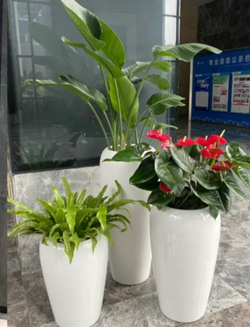 宁波员工福利花卉租赁-海曙室内花卉租赁-杭州湾花卉租摆样式-江北绿植租摆定制